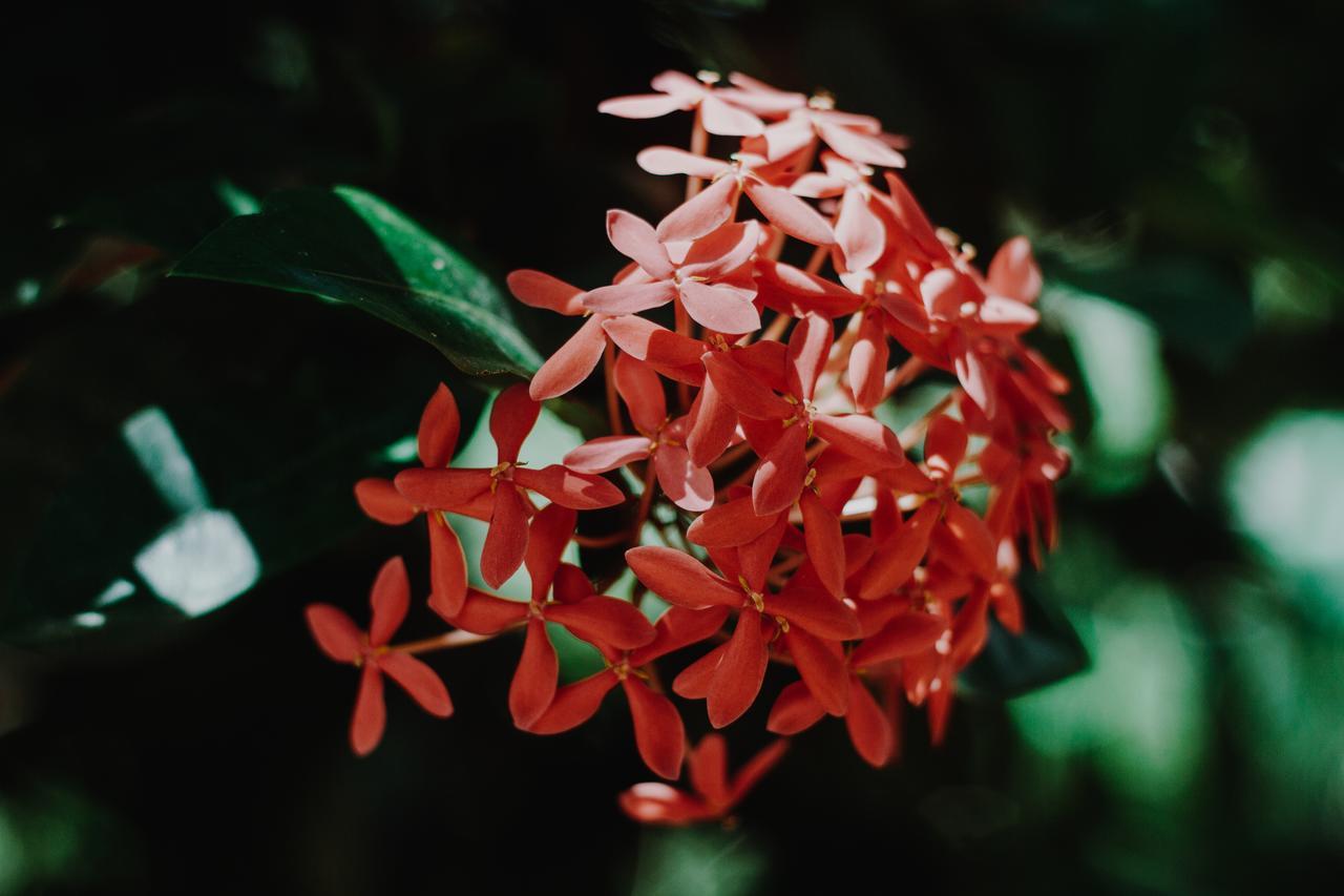 Villa Flor De Mayo Tulum Pueblo Buitenkant foto
